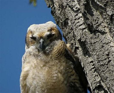 Great Horned Owl