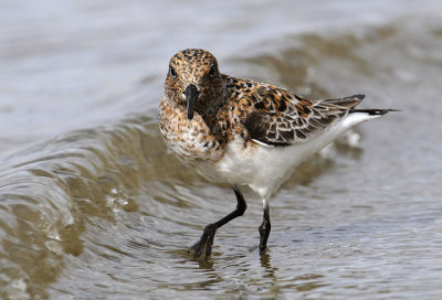 Sanderling