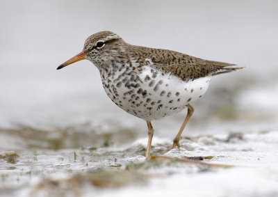 Spotted Sandpiper