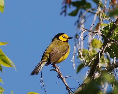 Hooded Warbler