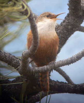 Canyon Wren