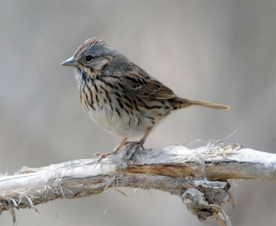 Lincoln's Sparrow