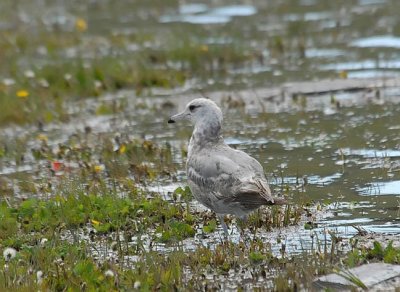 California Gull