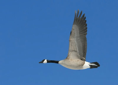 Canada Goose