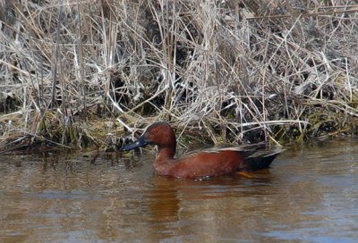 Cinnamon Teal