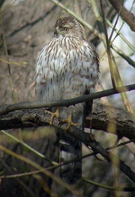 Cooper's Hawk