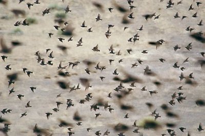 Euopean Starling