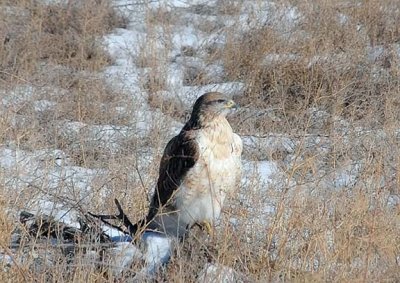 Ferruginous Hawk