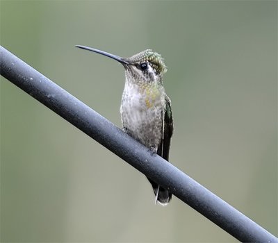 Magnificant Hummingbird