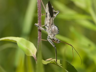 Wheel Bug