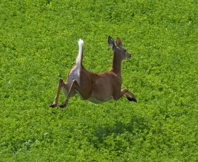 Look I'm Flying