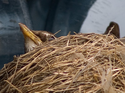 Mommy Robin on her nest