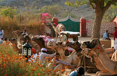 Camels patiently waiting for their riders