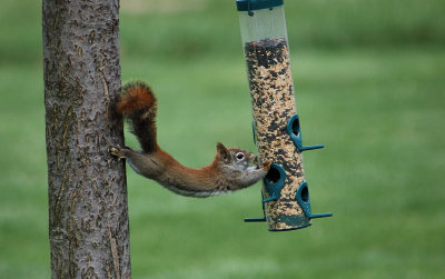 BabySquirrelTheft.jpg