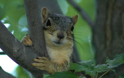 06SquirrelSeniorPose.jpg