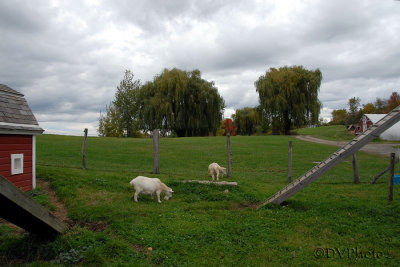 HappyGoats.jpg