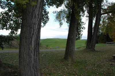 Trees.jpg