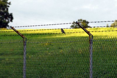 Bird_on_a_barbed_wire.jpg