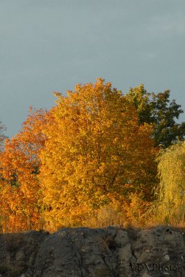 YellowTree.jpg