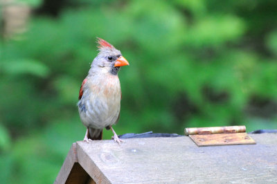20080727_090444 DSC_0727_01.jpg