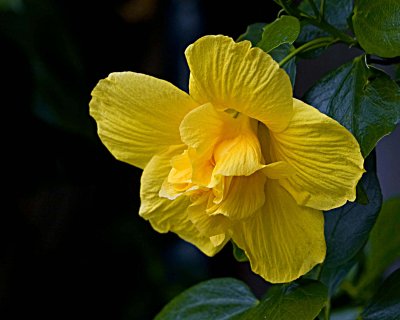 Double hibiscus...