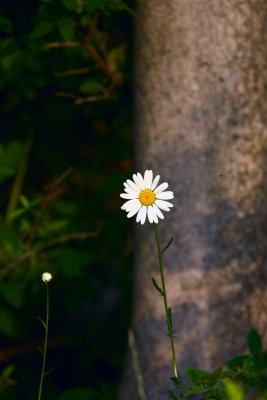 flowers_bugs