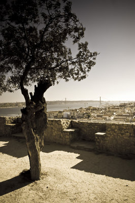 Tree in Lisbon castle