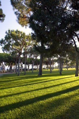 Trees and shadows