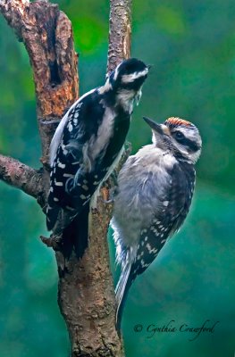 Juvenile Hairy Woodpecker (male) begging