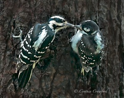 Hairy Woodpeckers- feeding