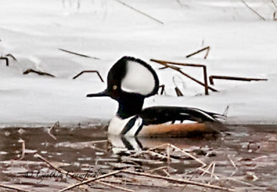 Hooded Mergansers