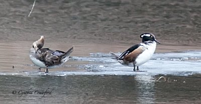 Hooded Merganser Drake and Hen-stand-off