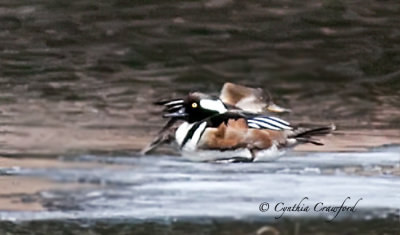 Hooded Mergansers- cozy pair