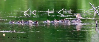Hooded Mergansers-Hen and new family