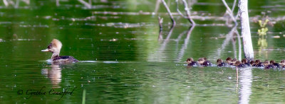 Hooded Mergansers hen and new family 2