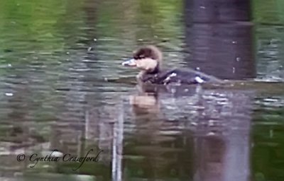 Hooded Merganser- new chick close-up