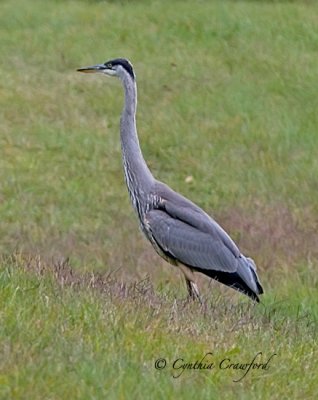 Great Blue Heron field