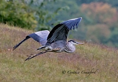 Great Blue Heron Flight