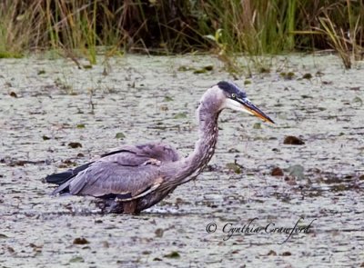 Great Blue Heron fishing