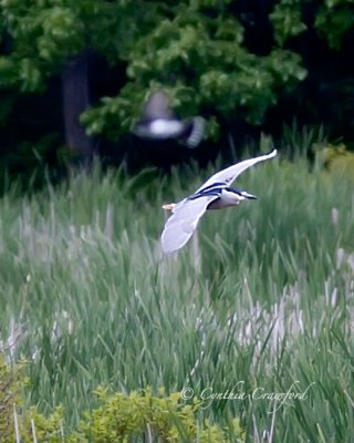 Black-crowned Night Heron- flight Dead Creek