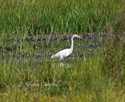 Great Egret from afar-Allen Bros. Marsh