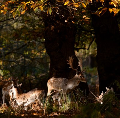 Fallow deer