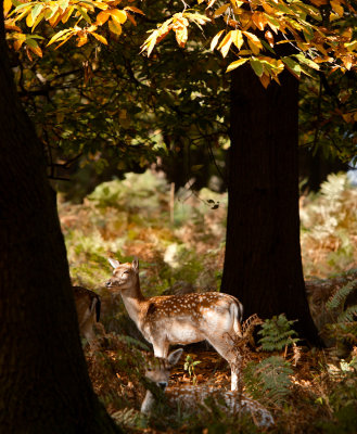 Autumn Scene