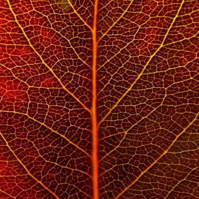 leaf detail