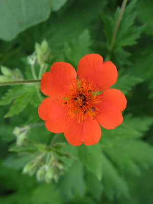 Flowers of Bulgaria