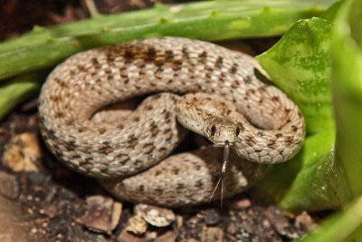 Brownsnake