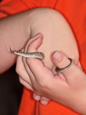 Brownsnake
