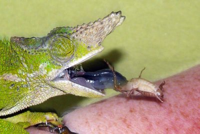 Fischer's Chameleon - Bradypodion fischeri