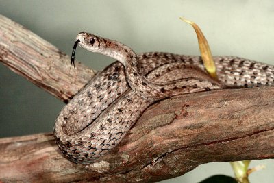 Brownsnake