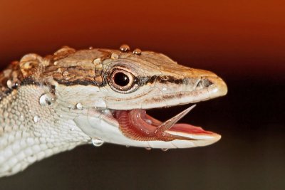 Long Tailed Grass Lizard